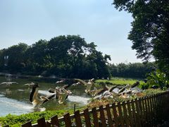 -广州长隆飞鸟乐园
