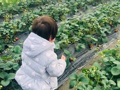 -小鱼草莓采摘园农家乐·小鱼餐厅