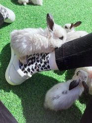 -萌宠亲子动物乐园(槐房万达店)