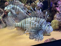 -上海海洋水族馆