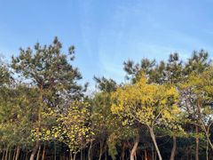 -南京市无想山景区