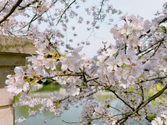 -顾村公园