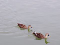 -海珠湖公园