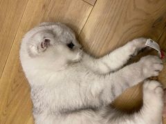 -喵zoo家庭繁育猫舍(尖东智能花园店)