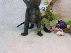 -十年猫舍·猫咪专门店(普陀店)