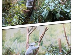 -广州长隆野生动物世界