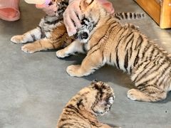 -大连森林动物园