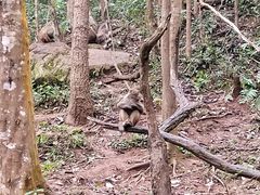 -普洱太阳河森林公园