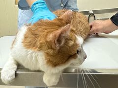 -爱妮康宠物医院·干细胞免疫细胞·肿瘤·心脏(张江店)