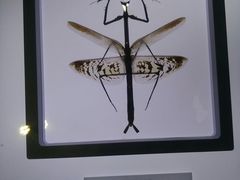 -上海昆虫博物馆