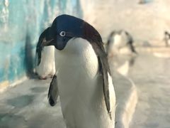 -海合安天津极地海洋公园