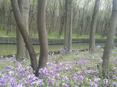 -溱湖国家湿地公园