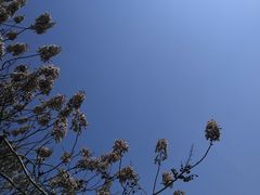 -树山生态村