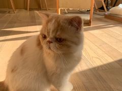-CAT’S MEWSTAR CAFE·喵星球猫屋(晴湾咖啡店)