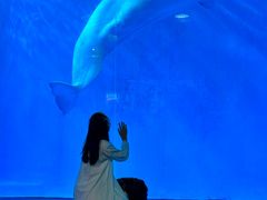 -海合安成都极地海洋公园