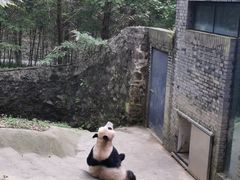 -都江堰中华大熊猫苑