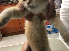 -lincat·猫舍(广州店)