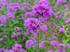 景点-北京东方普罗旺斯薰衣草庄园