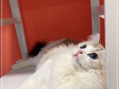 -Bastet sally猫舍购宠(静安店)