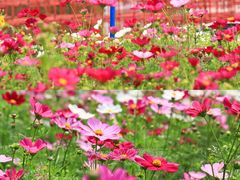 -海心沙亚运公园