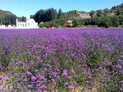 -紫海香堤香草艺术庄园