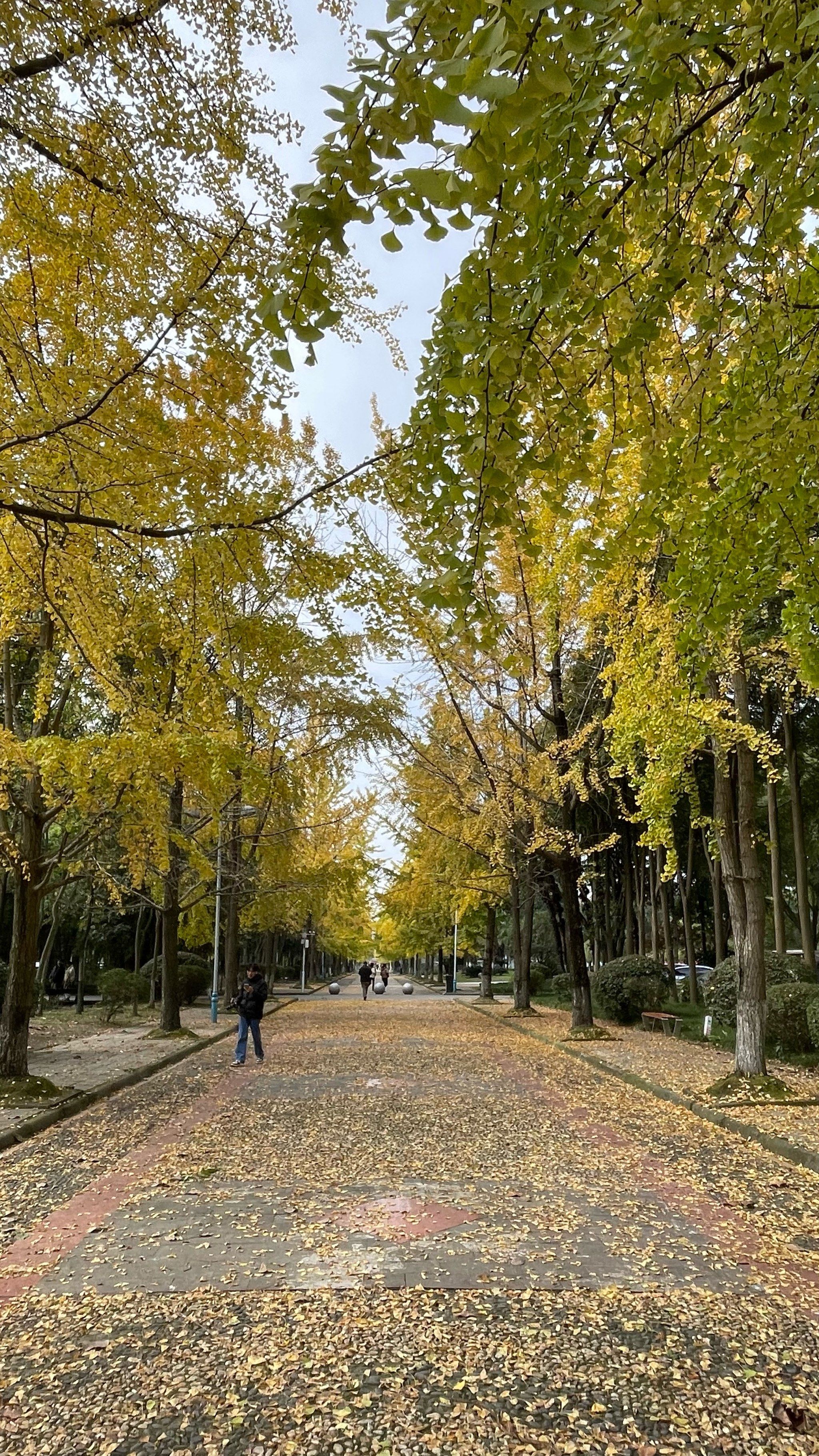 不出门生活季#我拍到的治愈系风景 #校园美景 学校的银杏又迎来一年