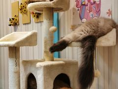 -猫小院猫主题咖啡厅(北锣店)