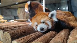 -Zoolung Zoolung动物主题公园(海信广场店)