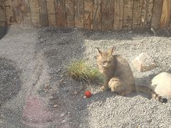 -青藏高原野生动物园
