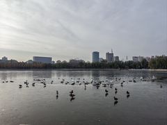 -莲花池公园