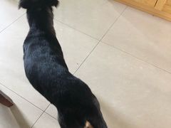 -申普宠物医院·眼科·心内科·影像科(普陀分院)
