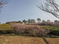 -紫颐香薰山谷景区