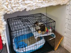 -Eckl’s爱氏热狗(猫街店)