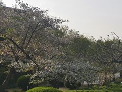 -嘉定紫藤园