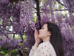-嘉定紫藤园
