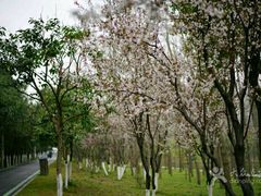 -合肥滨湖国家森林公园