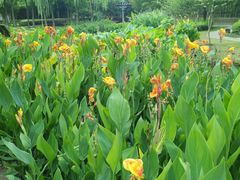 -陈家山荷花公园