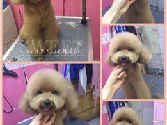 -爱宠屋pet shop·宠物洗澡·宠物美容