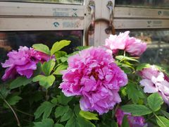 -梅陇花鸟市场-停车场
