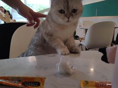 -飞行喵MR PILOT|猫舍·猫咖(静安大融城店)