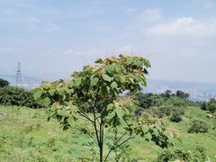 -铁山坪森林公园