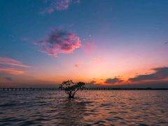 -宝安西湾红树林湿地公园