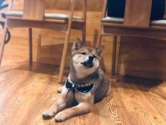 -柴务处·柴犬主题狗咖