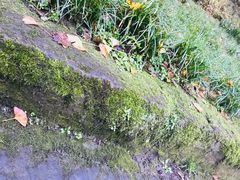 -一只酸奶牛(奎星楼店)