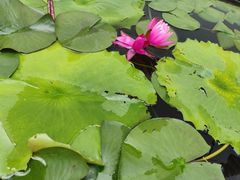 -龙华素斋(龙华路店)