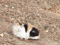 -北京西山国家森林公园