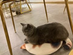 -飞行喵MR PILOT|猫舍·猫咖(静安大融城店)
