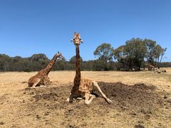 -威勒比开放式动物园