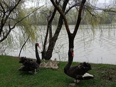 -长兴太湖图影湿地文化园