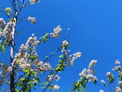 -上海滨江森林公园